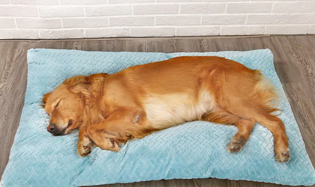 Plush pet bed